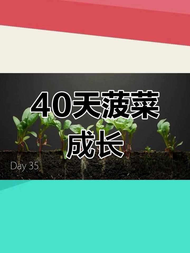 菠菜生长全过程揭秘