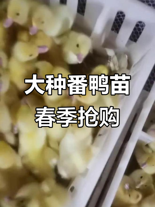 春天来临，大种番鸭苗需求紧张，价格飙升！