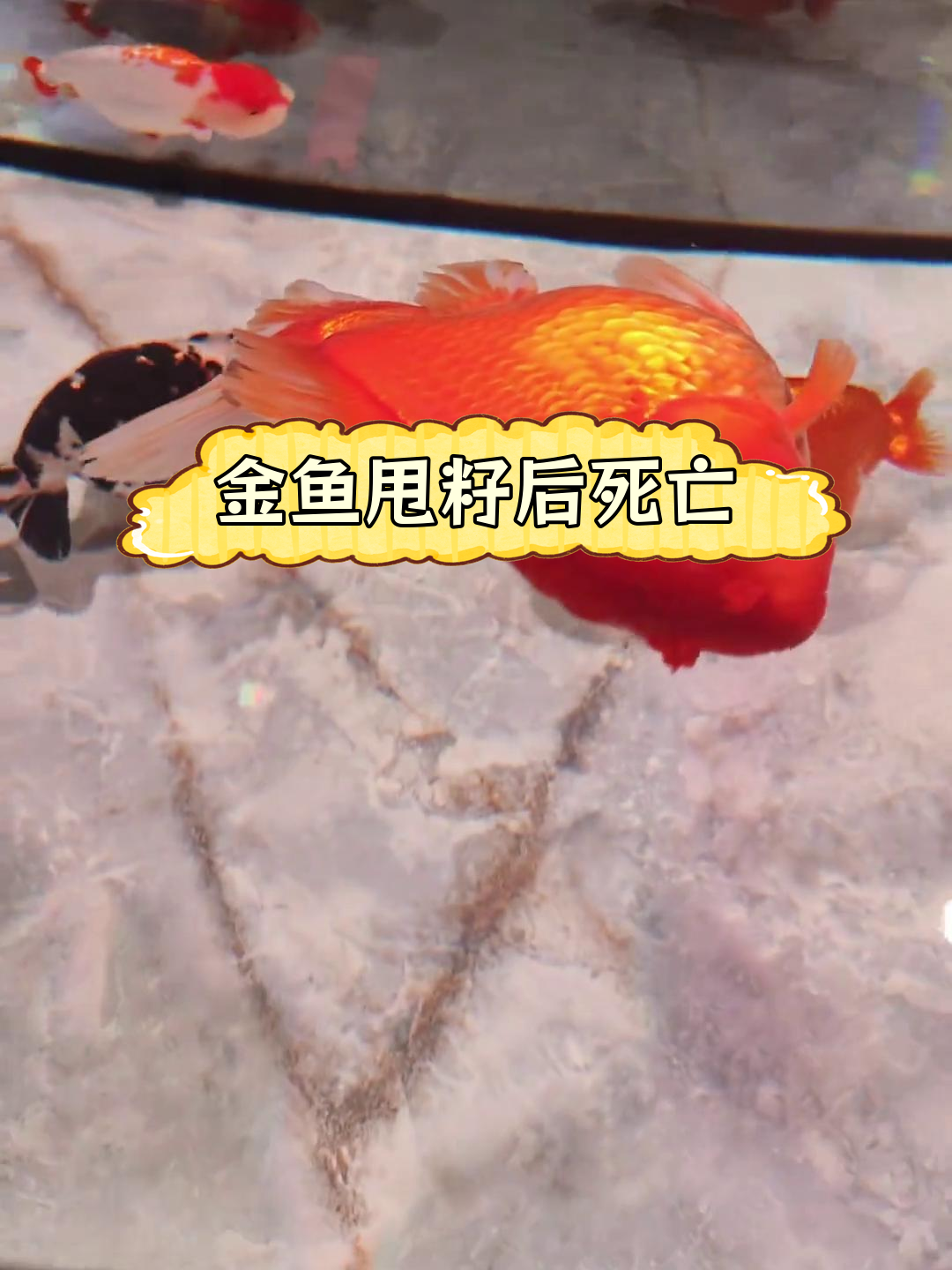 兰寿金鱼突然死亡,原因竟是这个