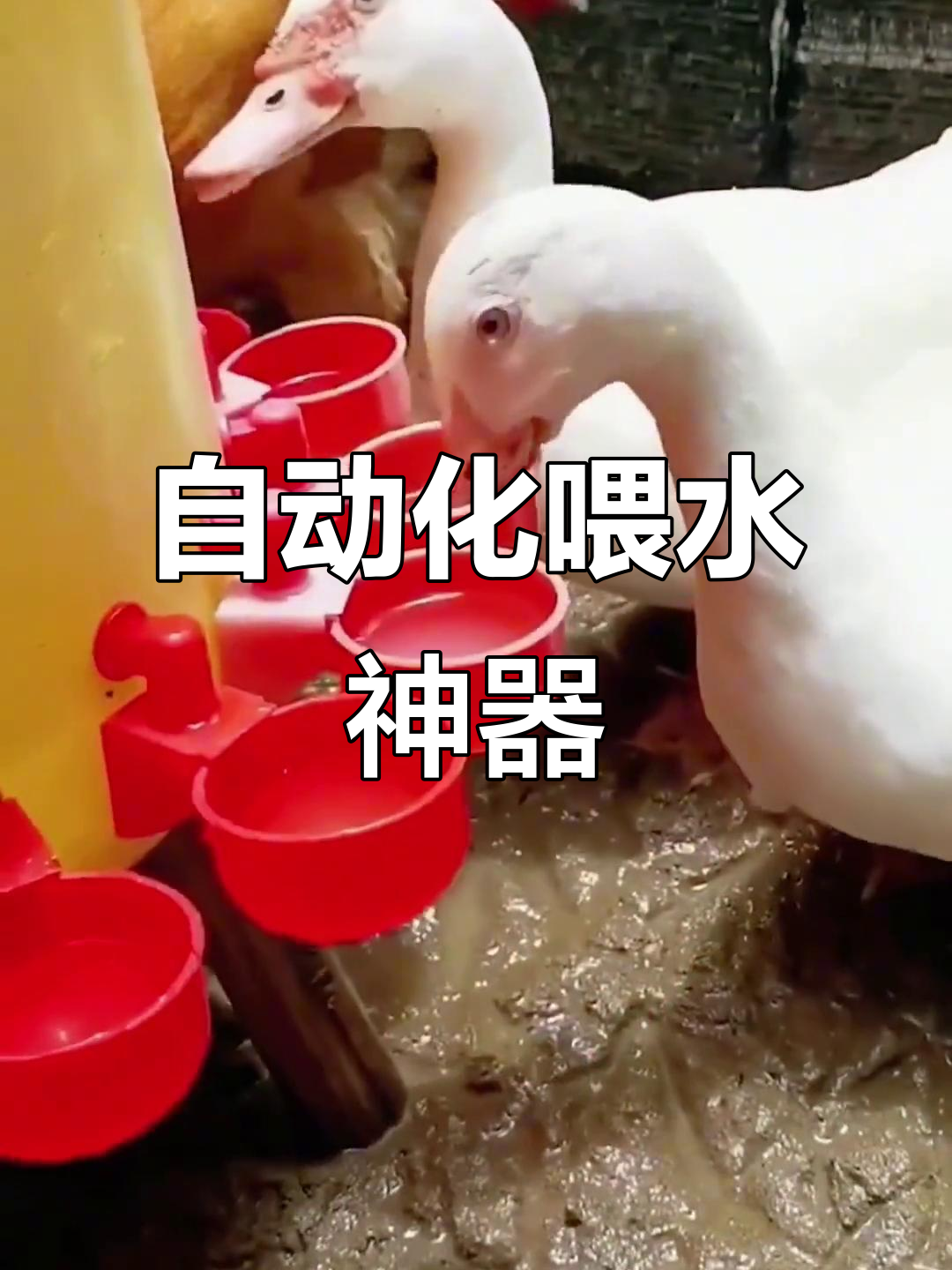 自动饮水器让养鸡鸭更轻松,省时又省力
