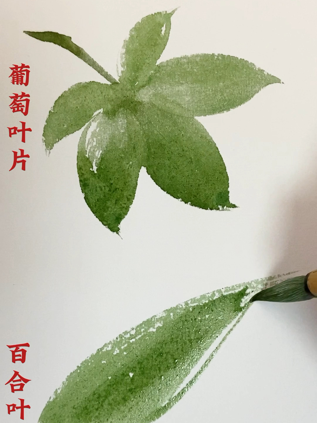 国画教程|叶子的画法:葡萄叶片和百合叶片
