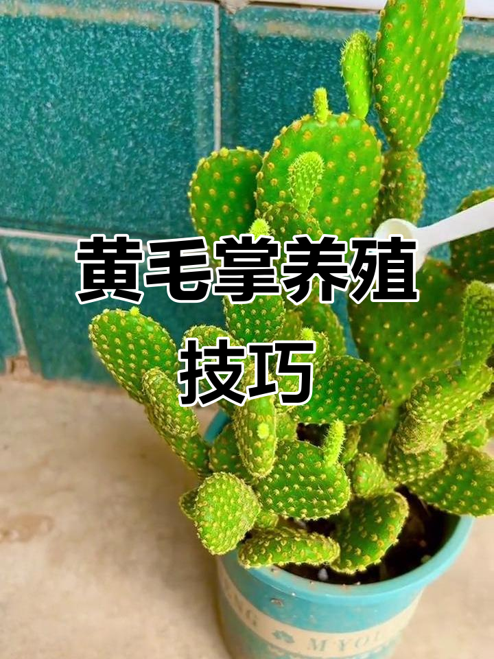 黄毛掌养护全攻略:喜阳耐旱,开花秘诀大揭秘