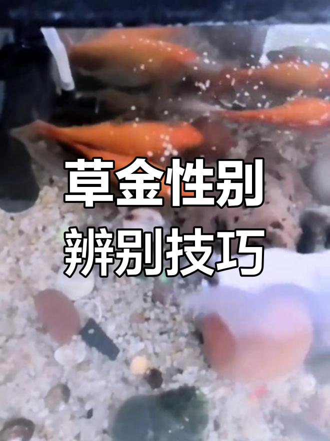 如何区分草金公母,感觉都是母的!