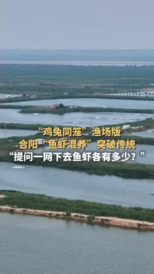 合阳长德农业万亩鱼虾混养基地采用“鱼虾混养+生物调控”的生态模式，每亩投放4万尾虾苗和11