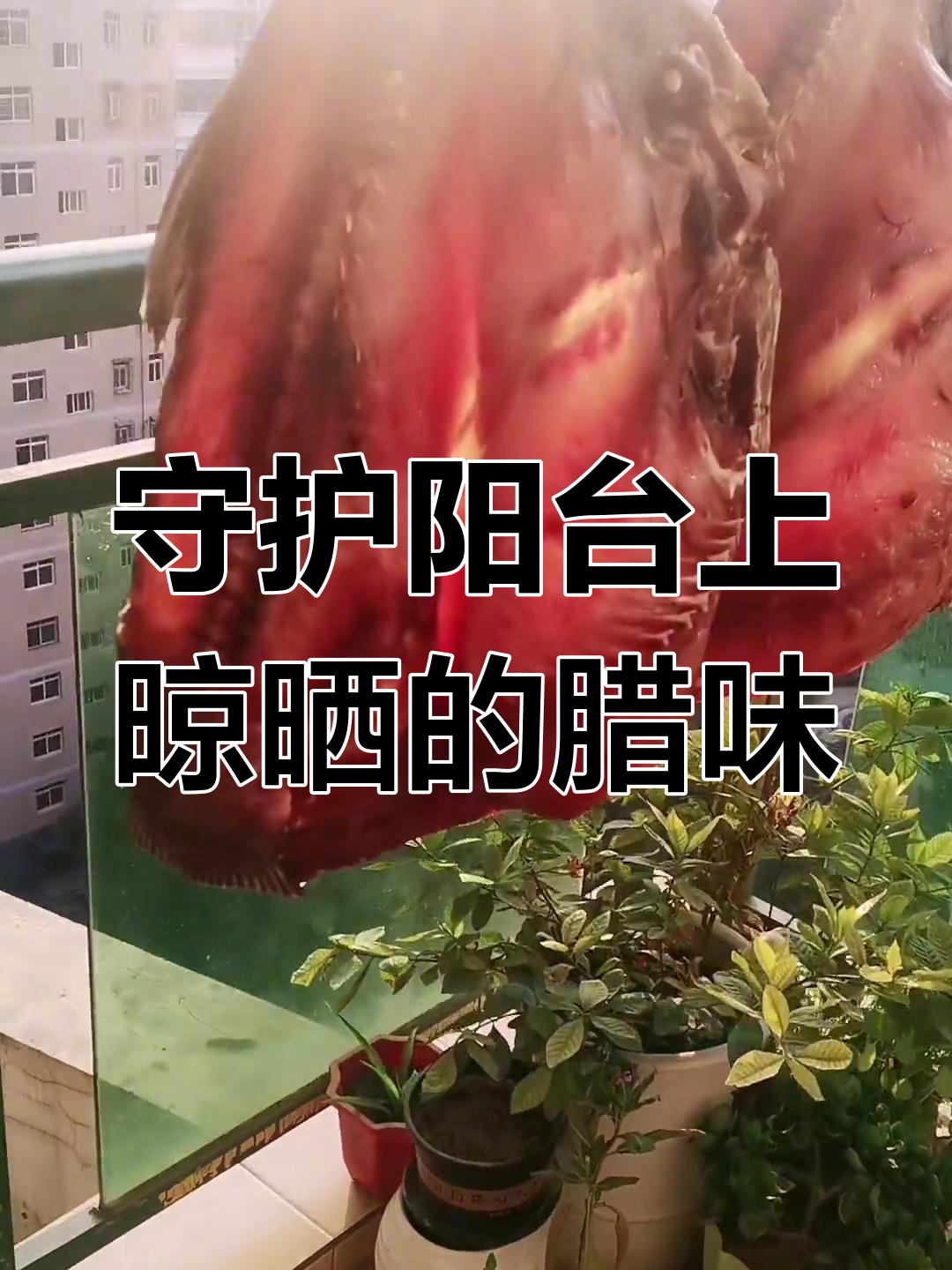 把腊肉放阳台晒,放心,有我看着呢!