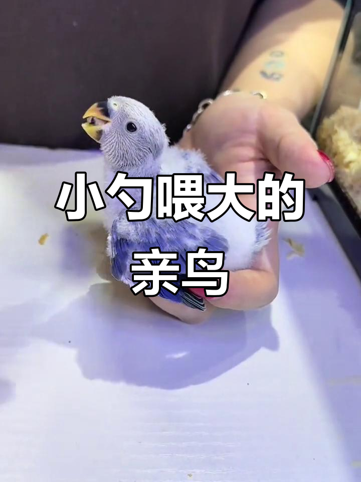从小勺喂养到亲人鹦鹉,蓝闪紫罗兰成长记
