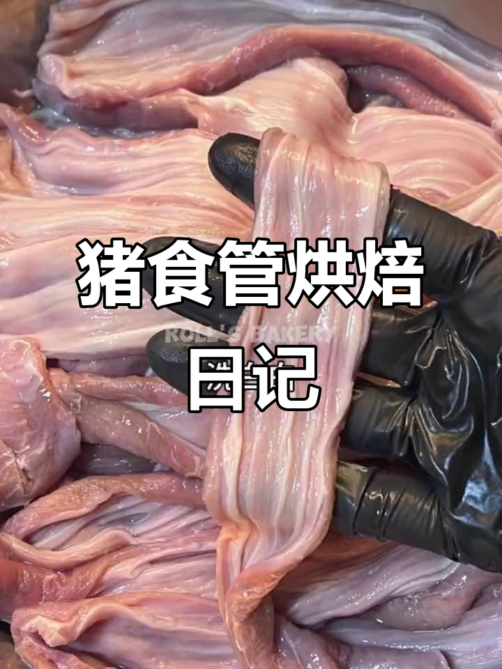 宠物烘焙大作战:猪食管的奇妙进化
