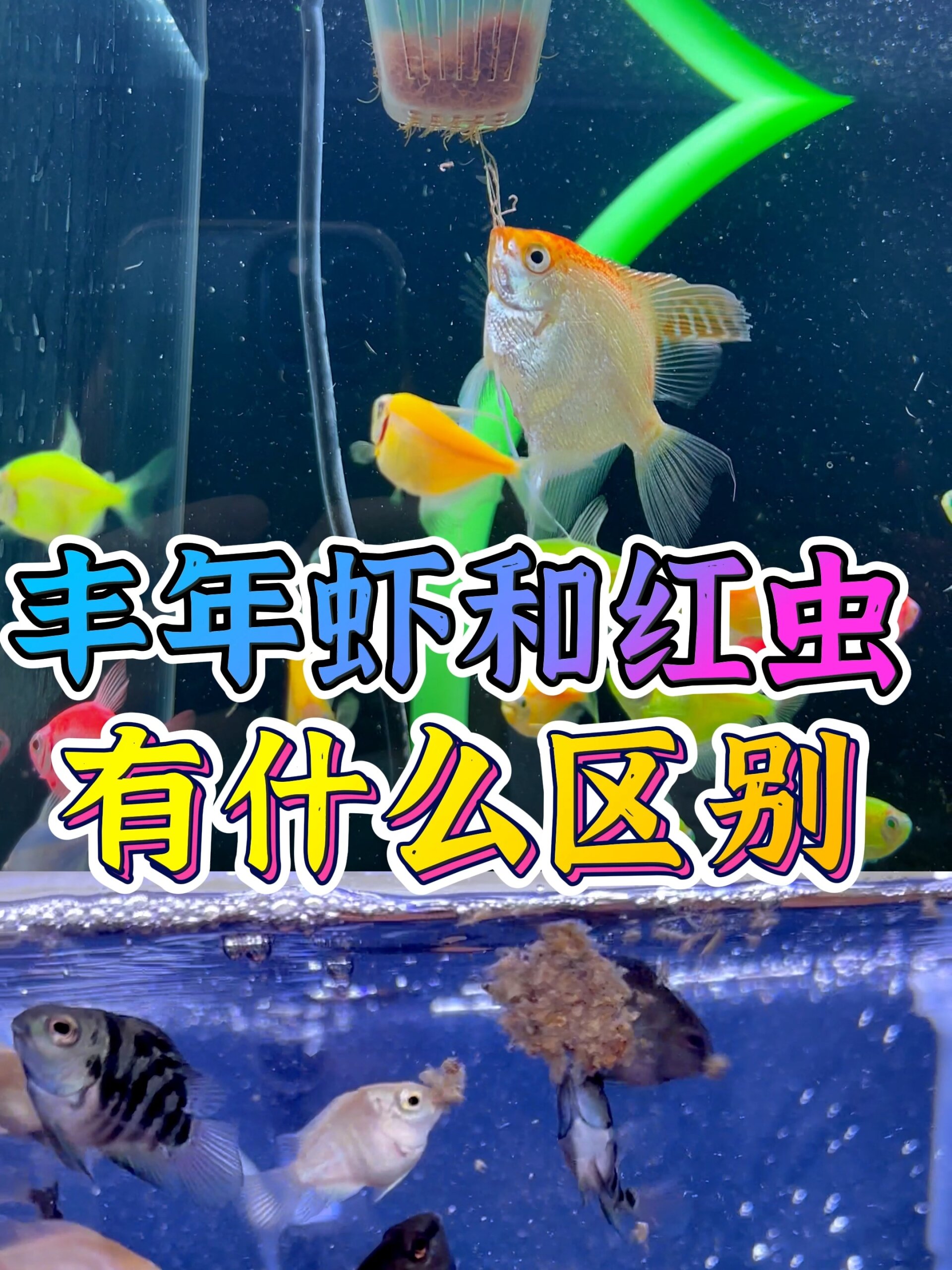 丰年虾和红虫有什么区别?