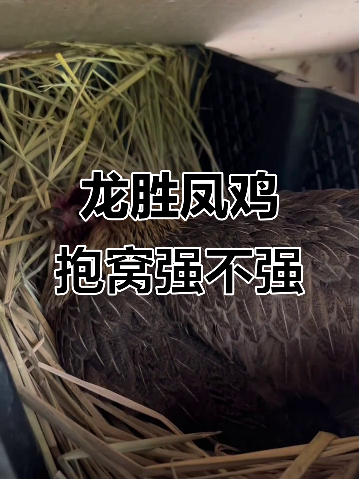 龙胜凤鸡抱窝能力超乎想象,散养土鸡的秘密武器