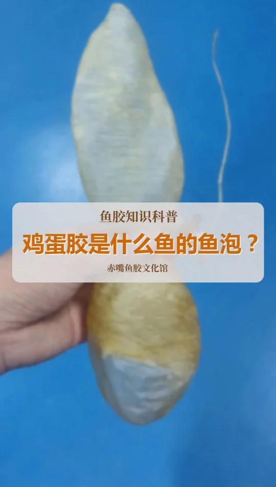 鸡蛋胶是什么鱼胶?