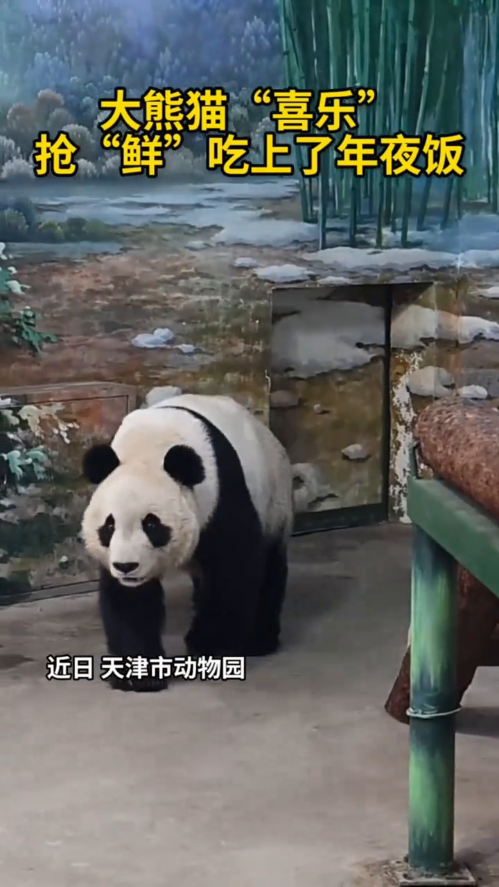 大熊猫年夜饭吃点啥?来看“喜乐”的春节套餐!