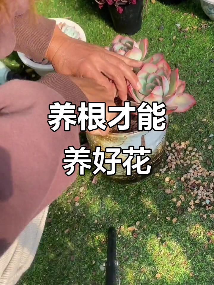 根系饱满,叶片健康!美国蓝光多肉养护秘诀