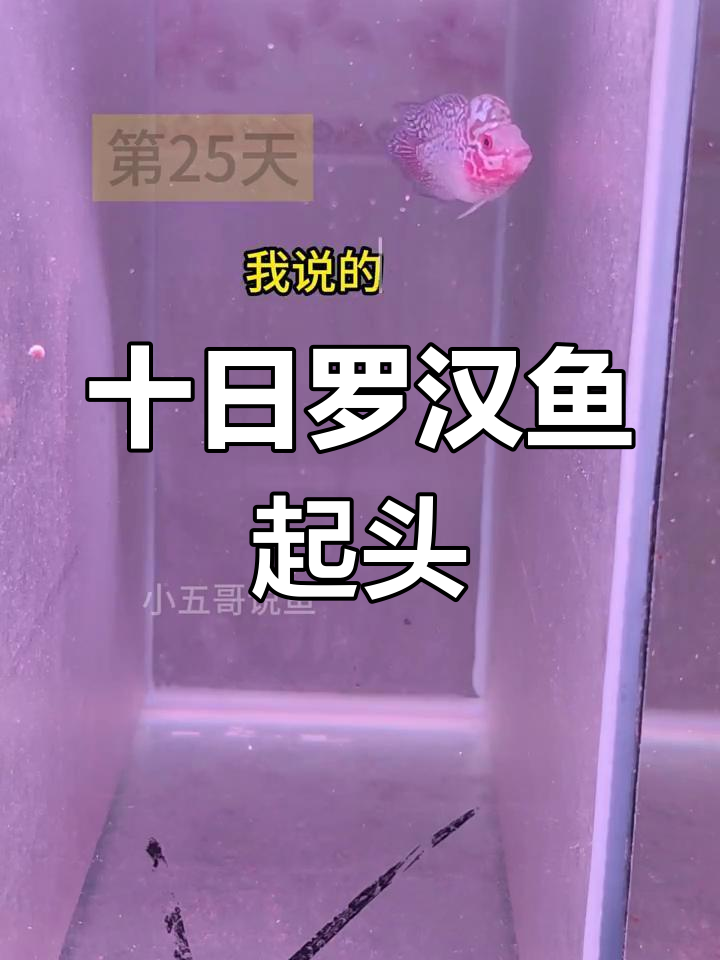 罗汉鱼十天起头,五条全爆!饲料喂养的秘密