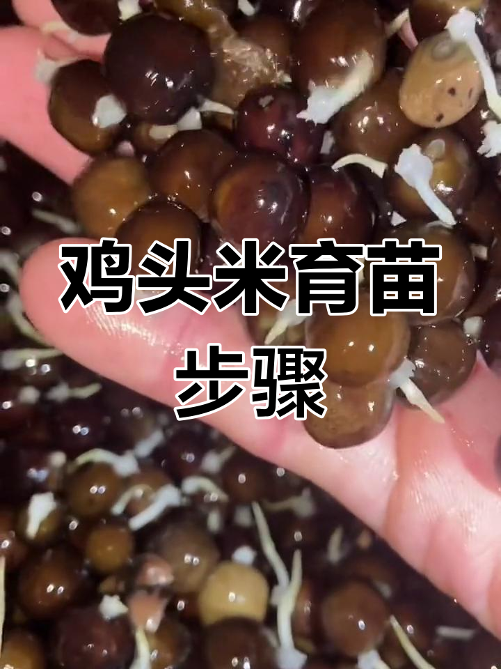 鸡头米育芽全过程,轻松掌握育苗技巧