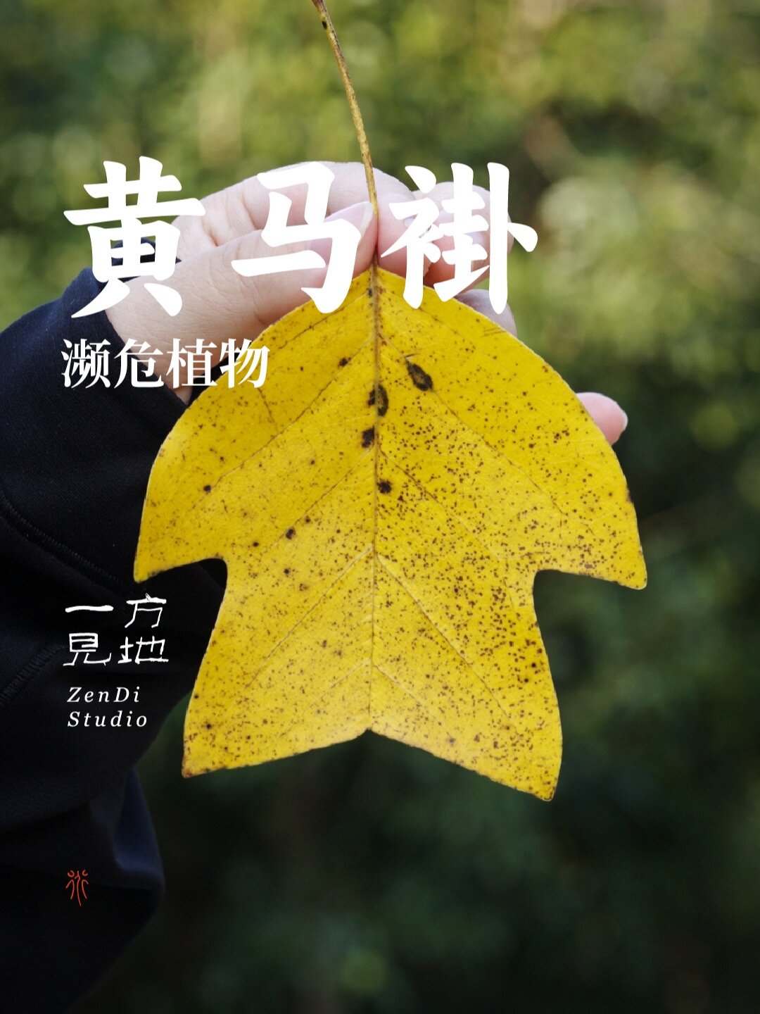 叶子像黄马褂,花像郁金香,濒危植物鹅掌楸