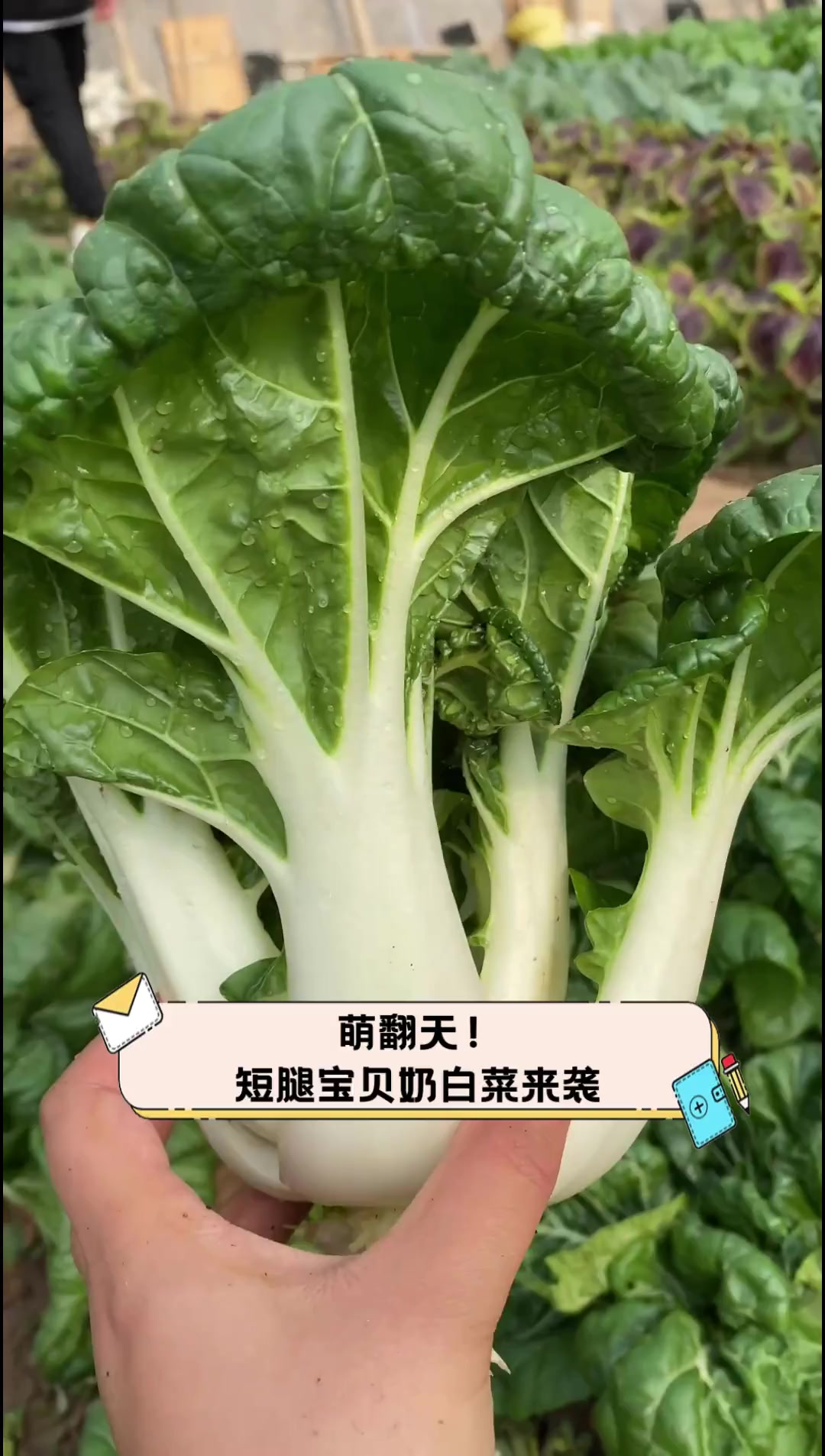 萌翻天!短腿宝贝奶白菜来袭