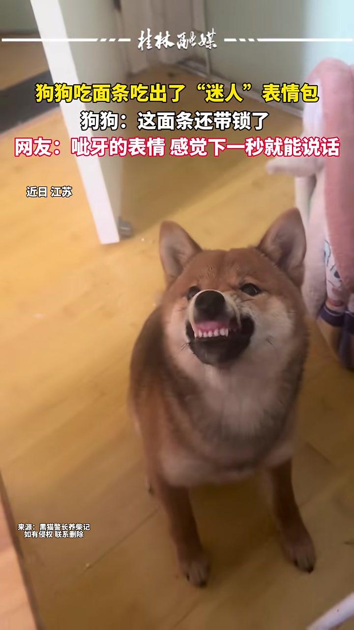 狗狗吃面条吃出了“迷人”表情包网友：呲牙的表情感觉下一秒就能说话#万万没想到#萌宠#迷惑行