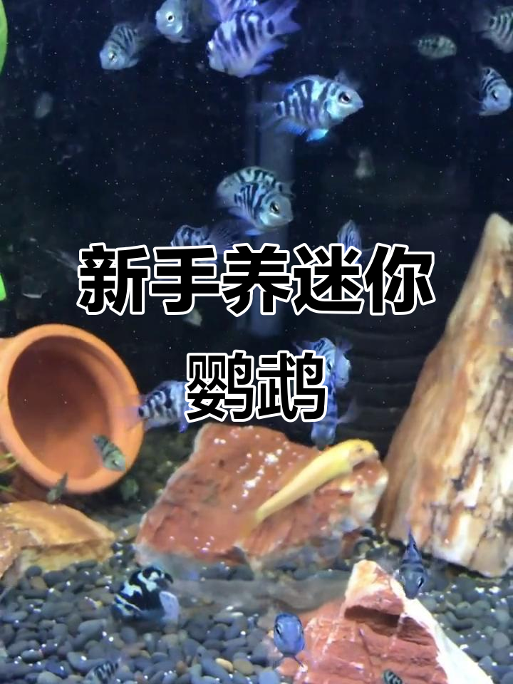 迷你鹦鹉鱼：适合新手养的可爱热带淡水鱼