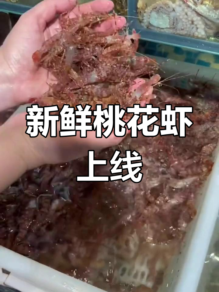 桃花虾的独特魅力与养殖挑战