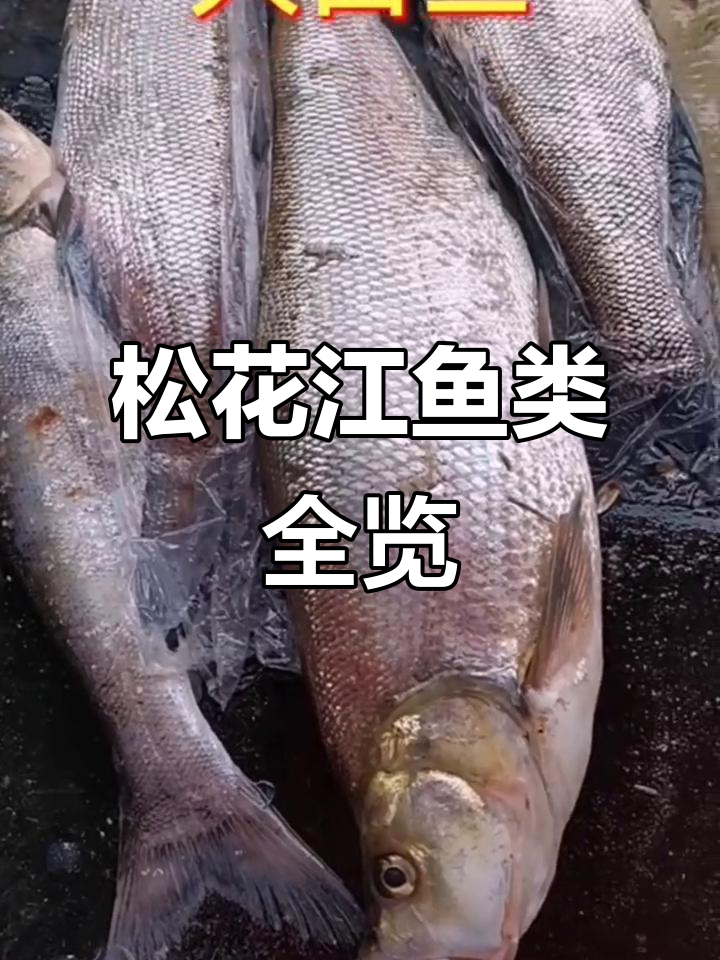 松花江野生鱼大揭秘:从兔子鱼到黑鱼的全方位介绍