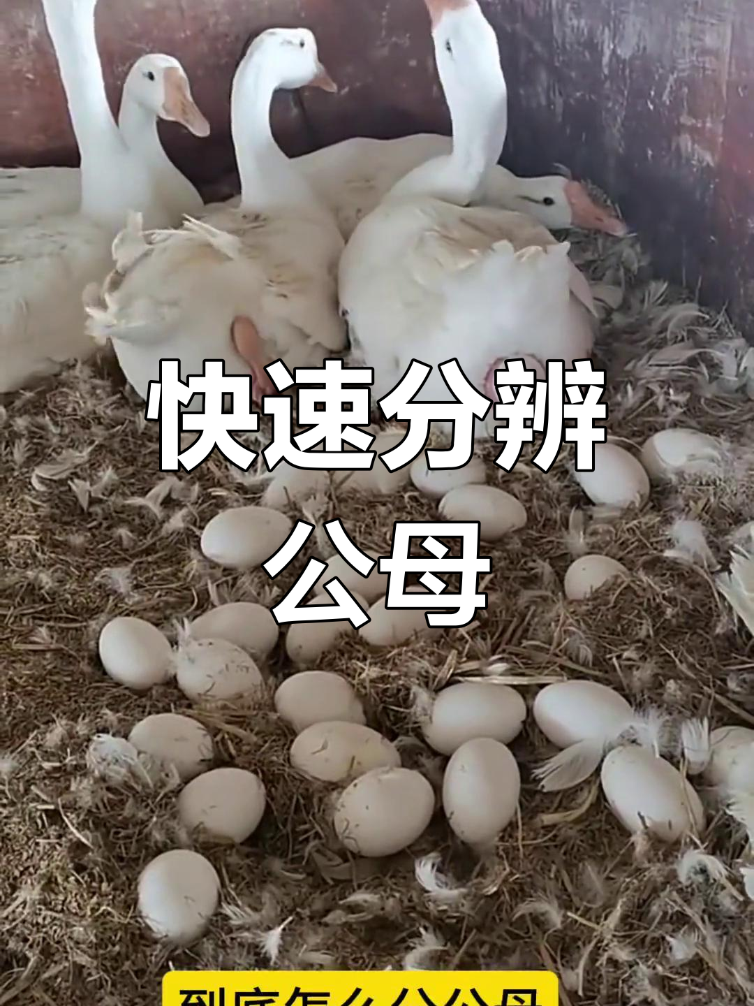 如何辨别鹅的公母