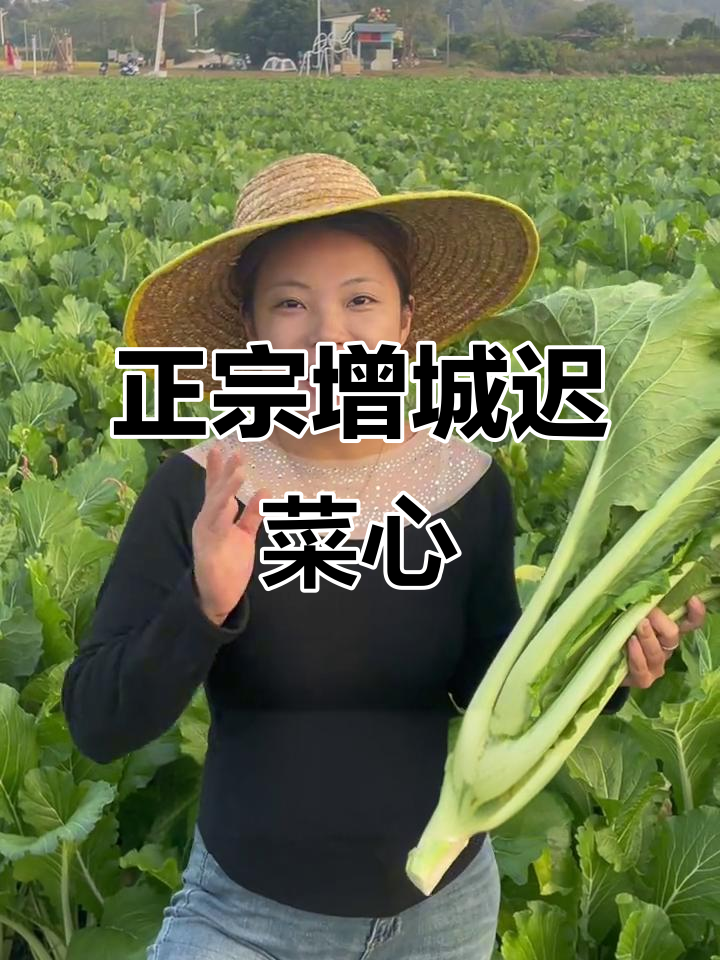 增城迟菜心:冬日美味,脆嫩又甜!