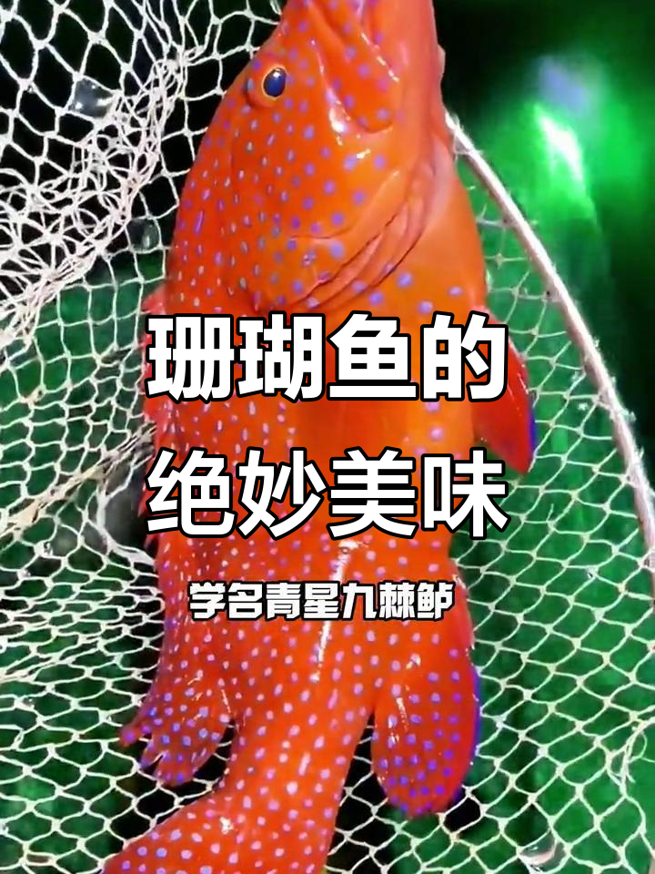 珊瑚鱼颜值爆表,口感鲜美嫩滑,堪称石斑中的极品