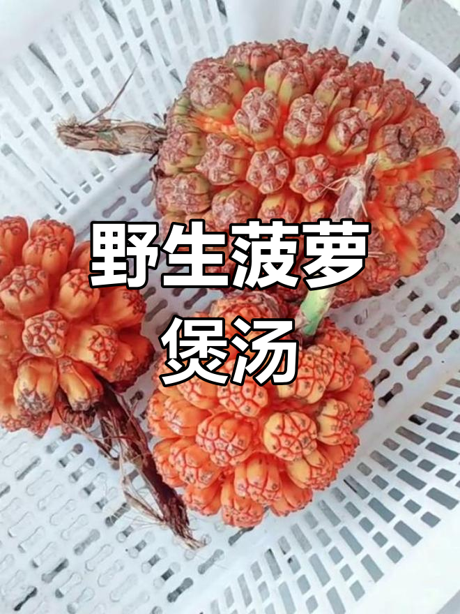 上川岛野生菠萝汤,治疗风湿病高血压