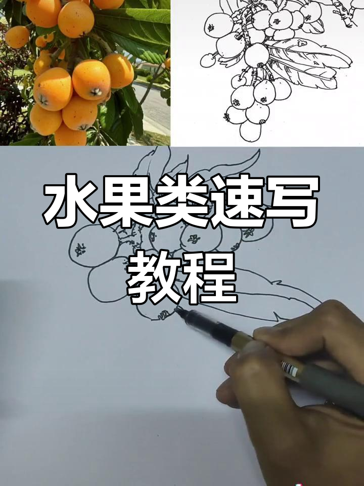 钢笔画枇杷速写技巧