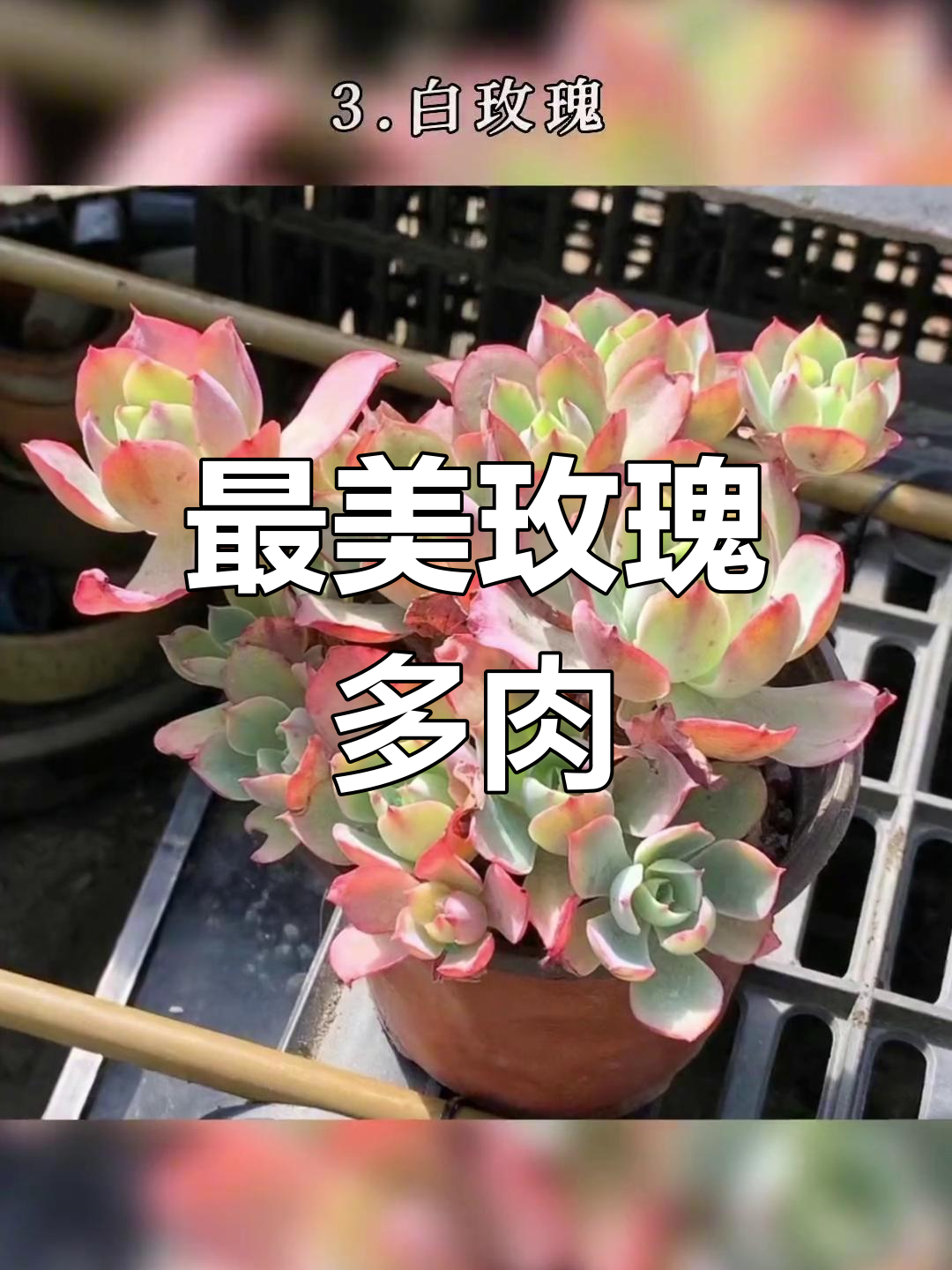 玫瑰多肉全攻略,白玫瑰品种大揭秘