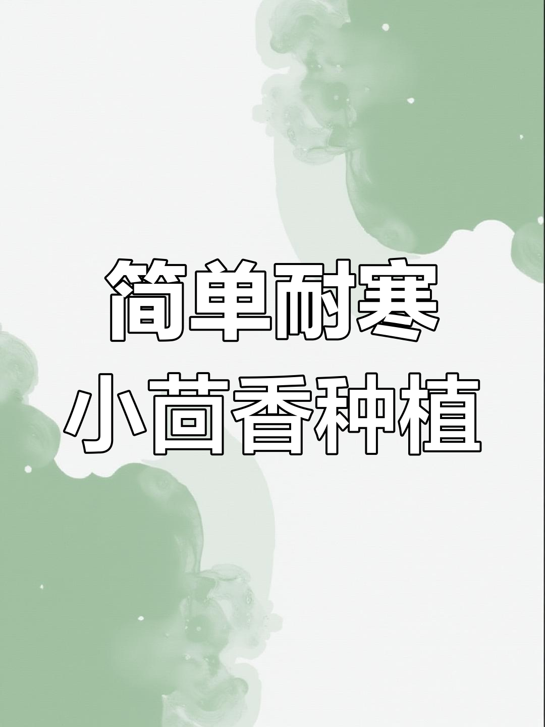 小茴香种子播种技巧,四季蔬菜轻松搞定