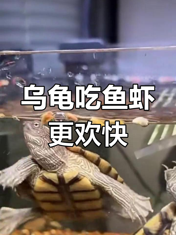 给乌龟加点小虾小鱼,食欲大增!营养丰富又补钙