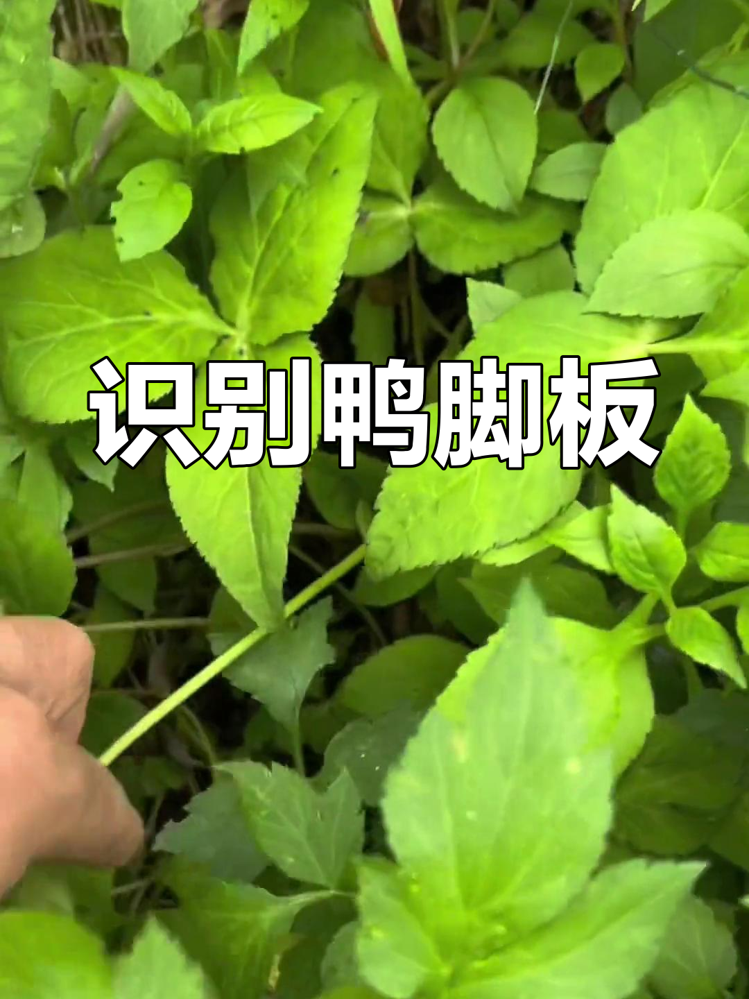 杂草中的野菜宝藏:鸭脚板,别乱摘!