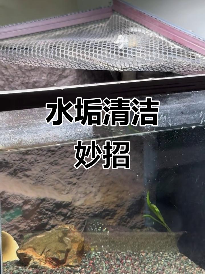 清除鱼缸水垢,轻松一擦,光亮如新!