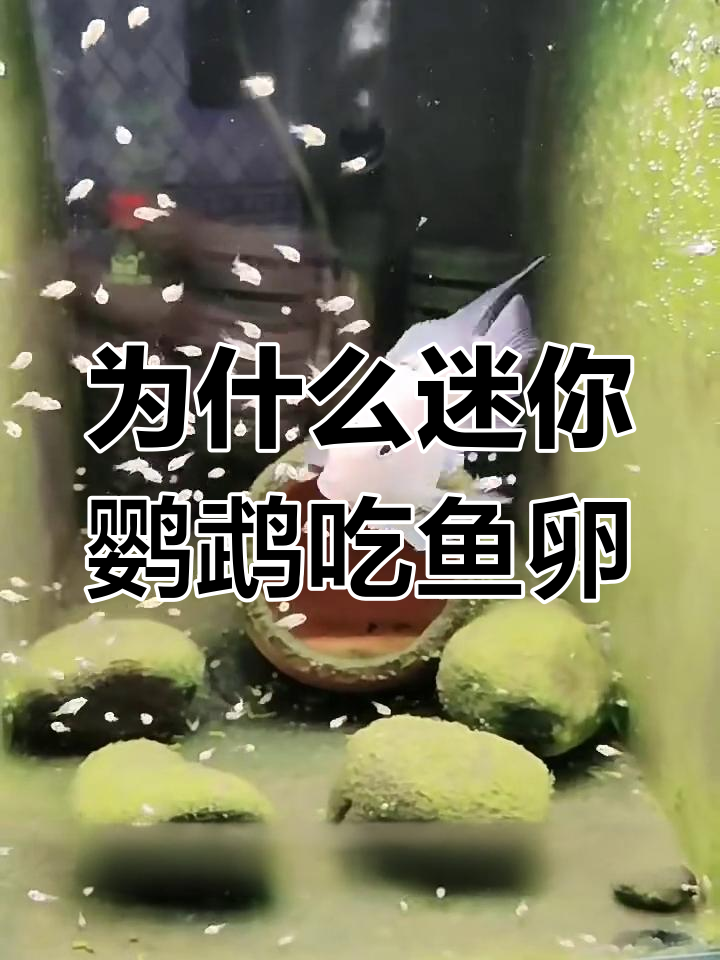 迷你鹦鹉鱼为何吞食自己的卵?这些原因你必须知道