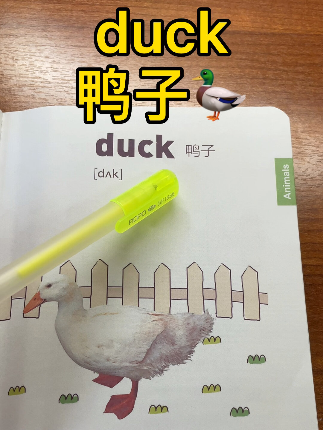 鸭子的英文怎么说 每日英语打卡