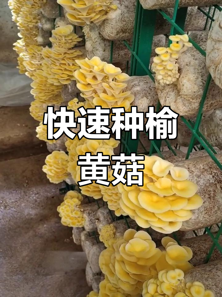 榆黄菇种植技巧:简单高效,十天出菇
