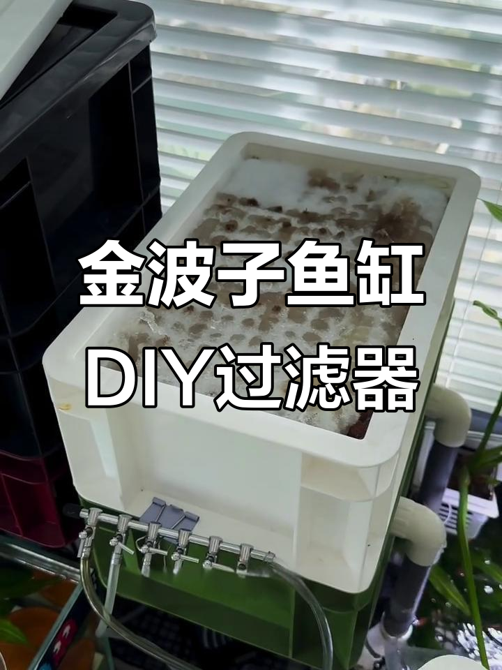 自制三层过滤系统，打造强大金波子鱼缸
