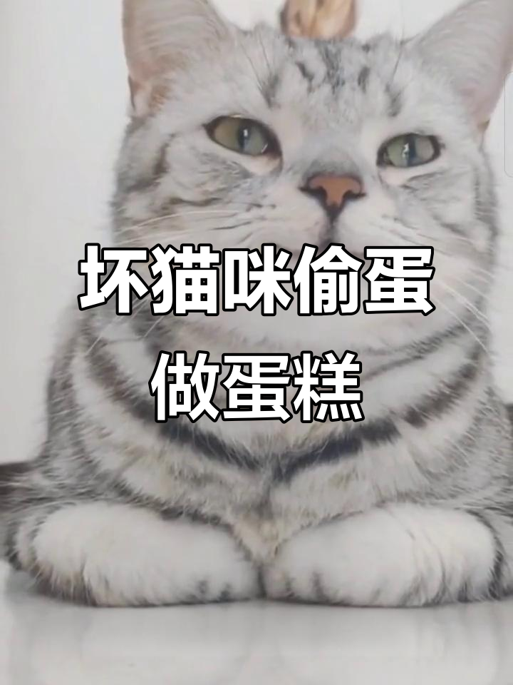 这只猫咪太调皮,偷鸡蛋做蛋糕,你敢吃吗?