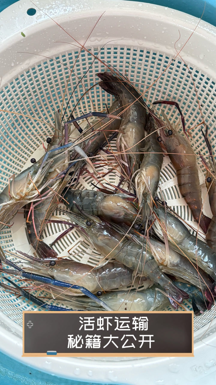 活虾运输秘籍大公开