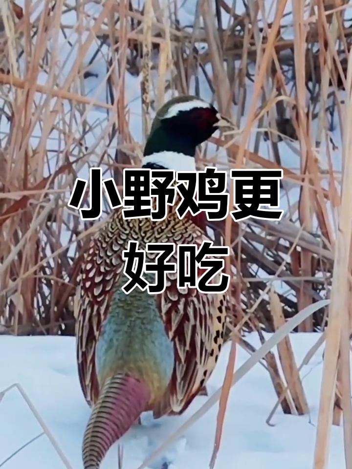 野鸡肉嫩不柴的秘密