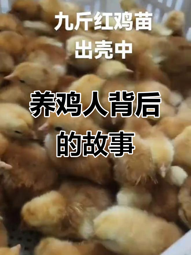 养殖人的真实生活:从孵化场到卖小鸡的艰辛与收获