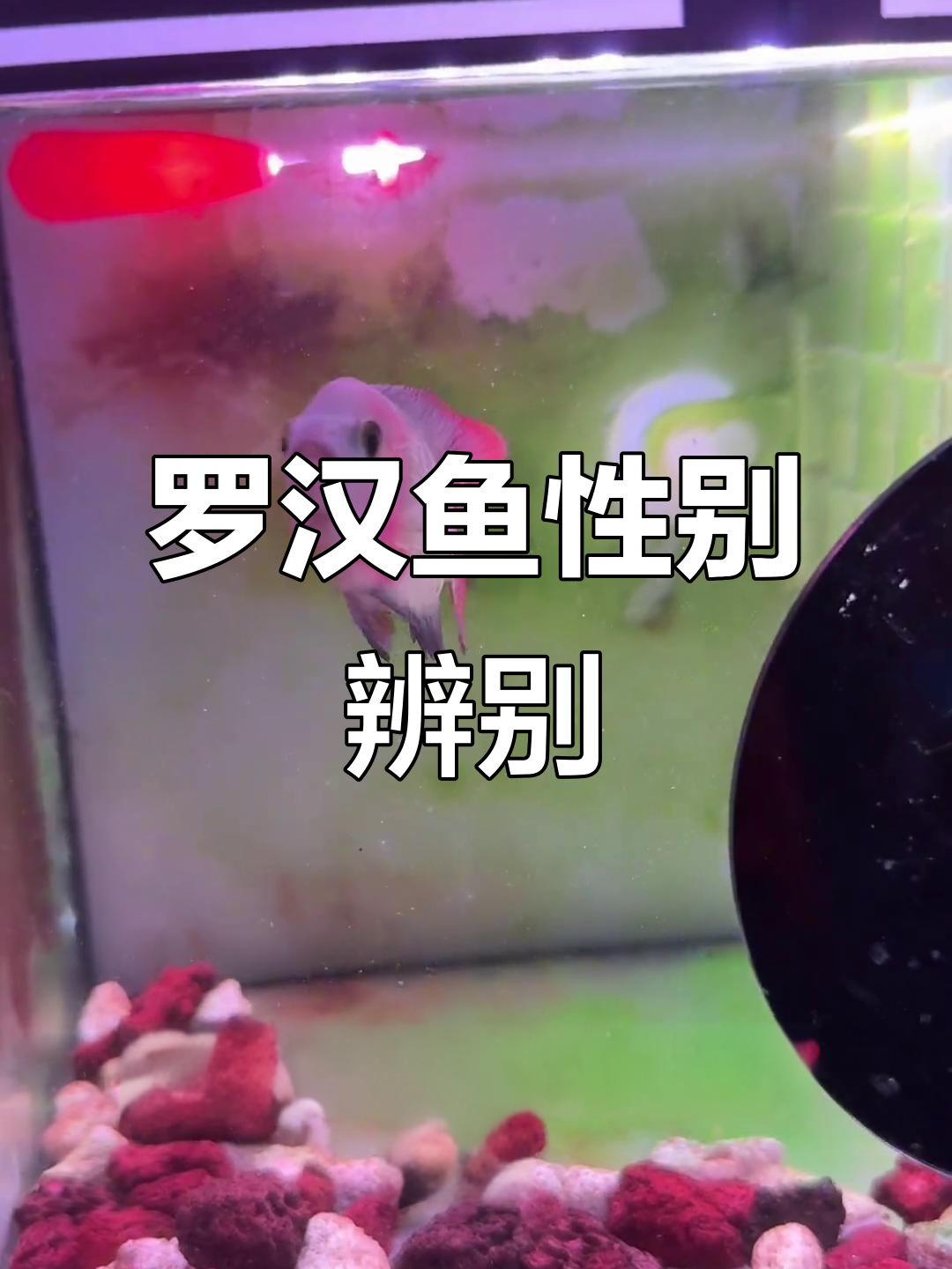 40天罗汉鱼苗,公母能分辨吗?