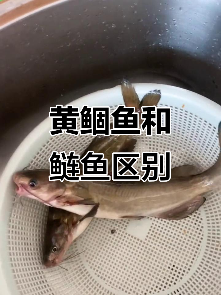 野生黄鲴鱼与鲢鱼的辨别,品质如何?