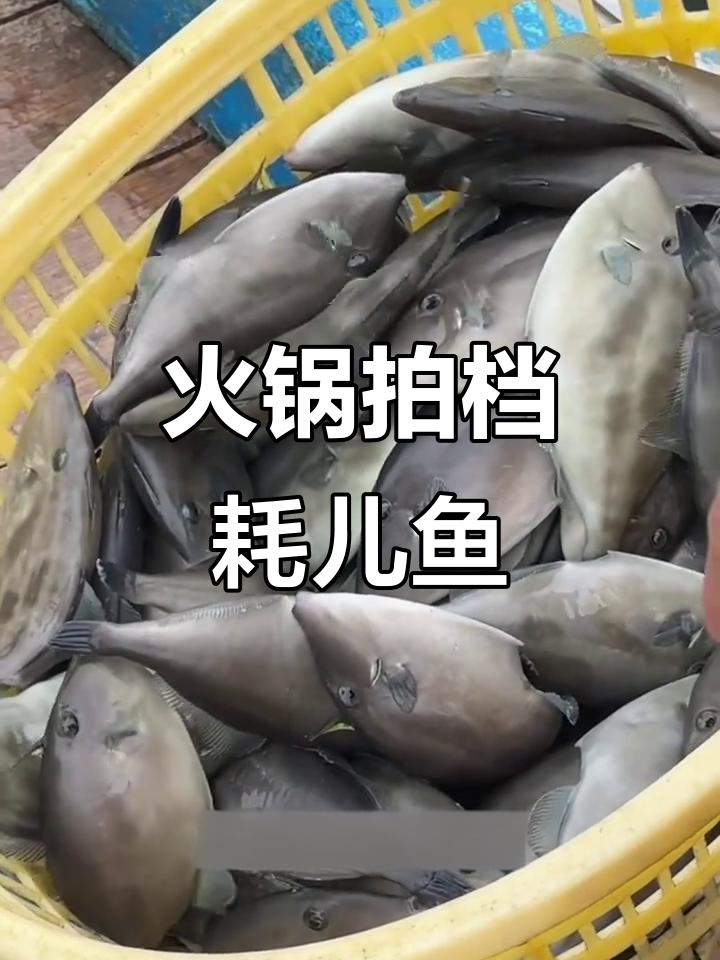 川渝火锅必备耗儿鱼,鲜美又耐嚼