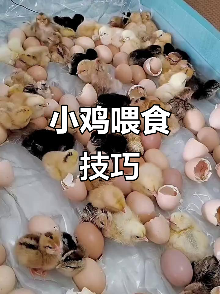 刚出壳的小鸡如何科学喂养,提高成活率不再难