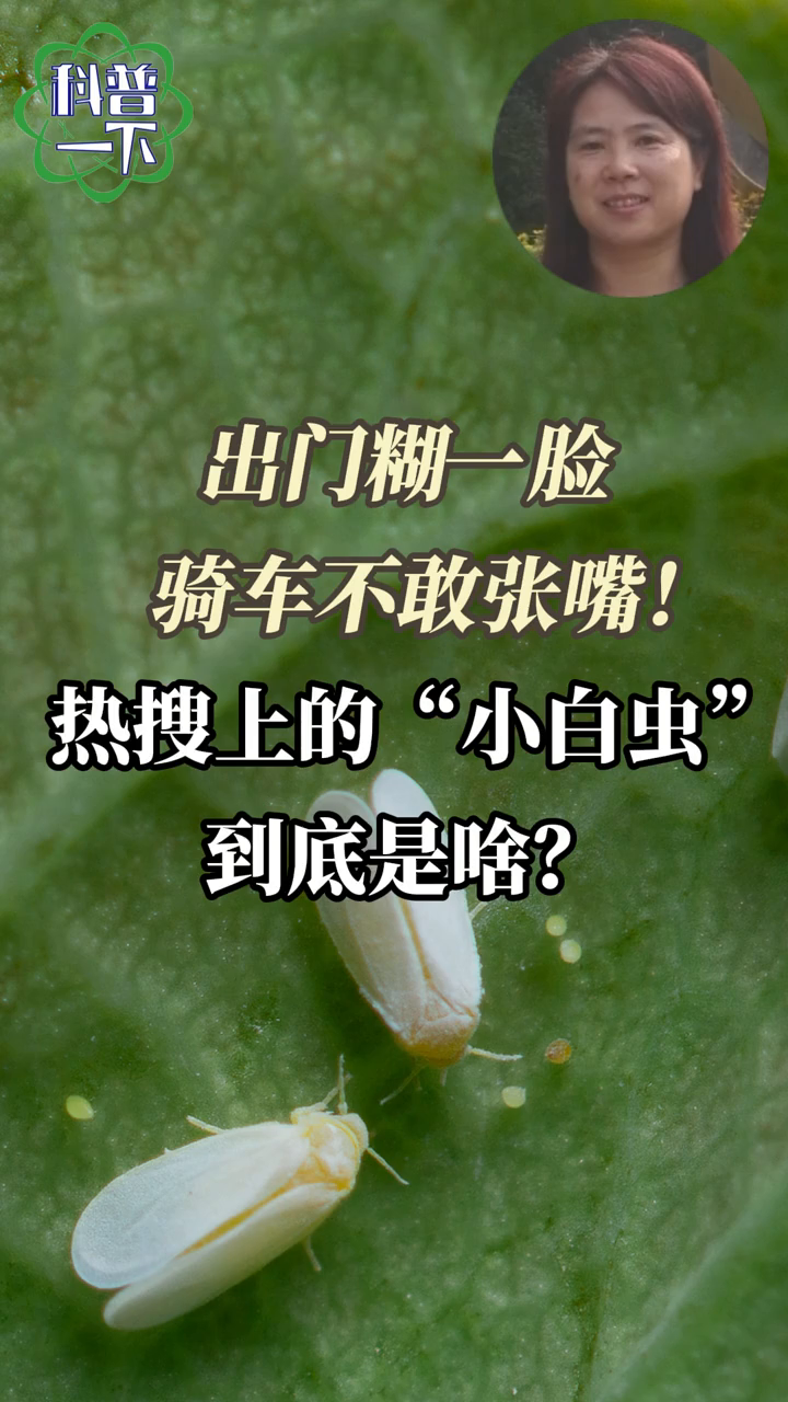 北方多地近日遭“小白虫“围攻。网民表示虫子“一出门就扑面而来