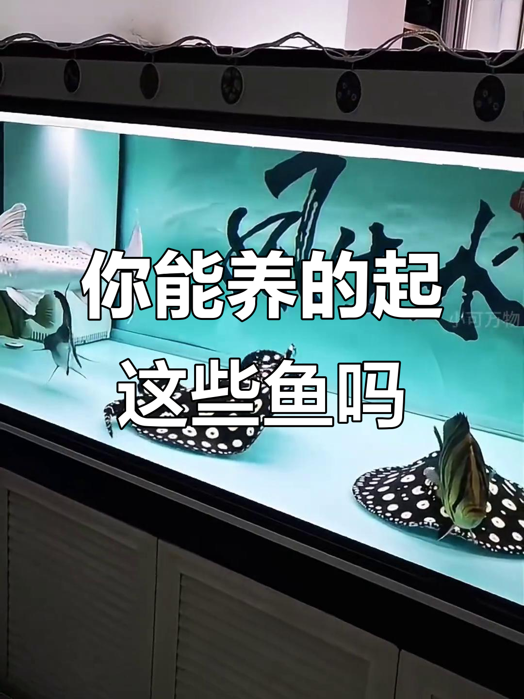 13种顶级观赏鱼，价格差距大，你养得起哪种？