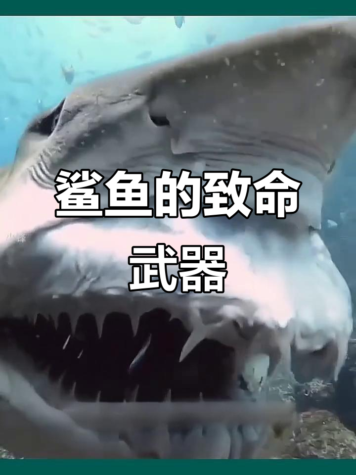 鲨鱼牙齿锋利如匕首,水中致命杀手现身!