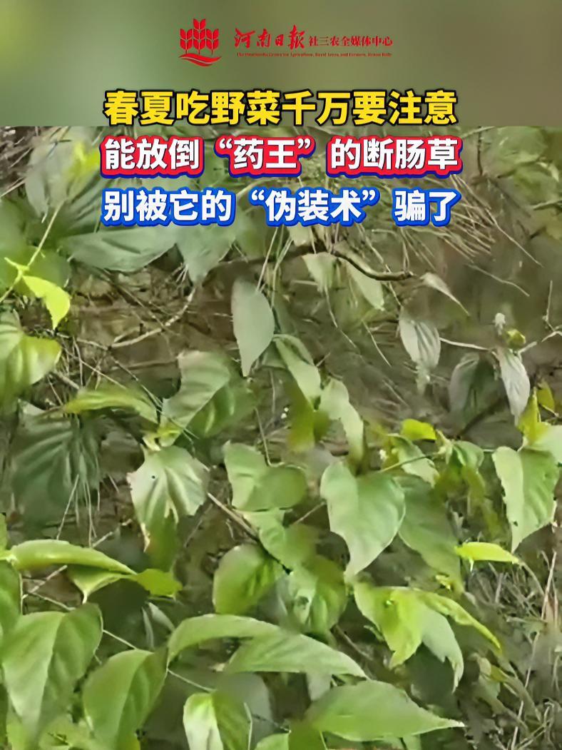 春夏吃野菜千万要注意,能放倒“药王”的断肠草,别被它的“伪装术”骗了。野菜 春天 断肠草